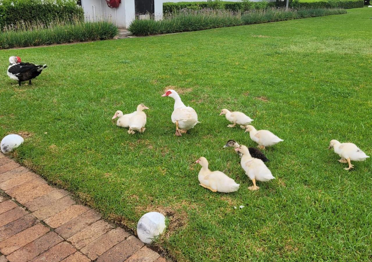 Kievits Kroon Gauteng Wine Estate Pretoria Luaran gambar